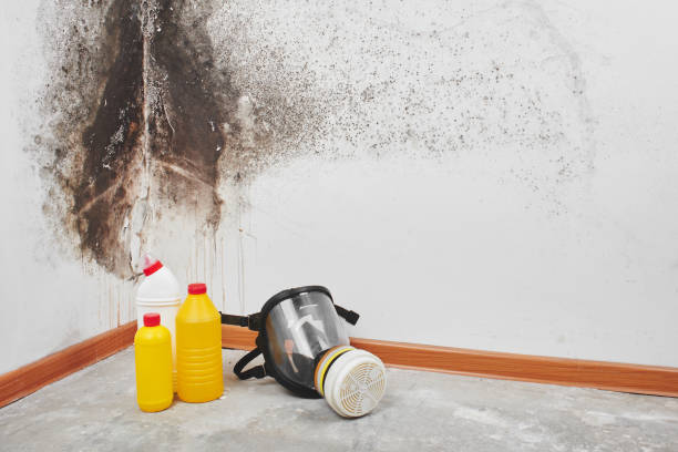 Best Mold Removal Process  in Kapaau, HI