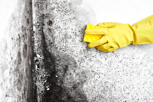 Best Mold Testing  in Kapaau, HI