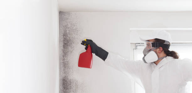 Best Professional Mold Removal  in Kapaau, HI