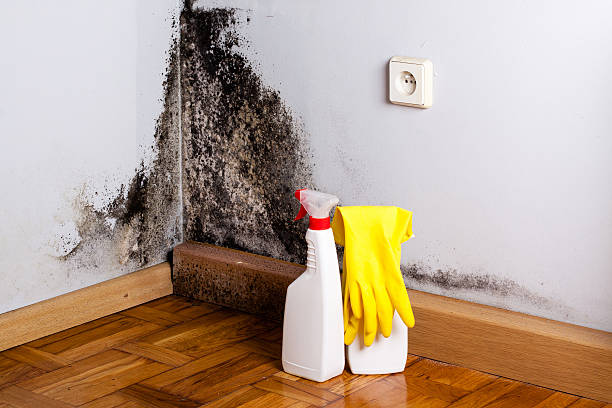 Best Emergency Mold Removal  in Kapaau, HI