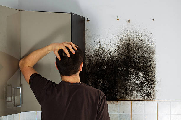 Best Same-Day Mold Removal  in Kapaau, HI