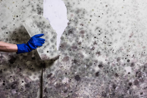 Best Certified Mold Removal  in Kapaau, HI