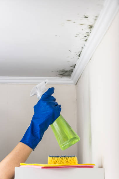 Best Attic Mold Removal  in Kapaau, HI